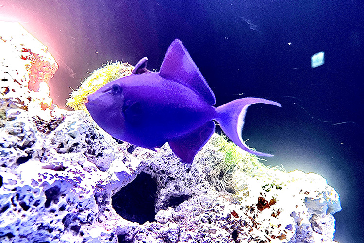 Xpark萬聖節限定新生物「魔鬼砲彈(紅牙麟魨)」。