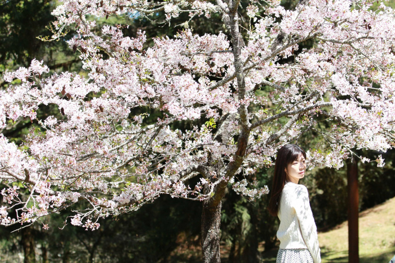 阿里山櫻花浪漫唯美，隨手一拍都有如MV場景。（圖／嘉義縣文觀局提供）