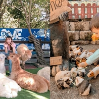 今夜星辰休閒農場｜門票、交通、動物互動與親子攻略｜彰化親子景點推薦 - 好好玩FUNIT