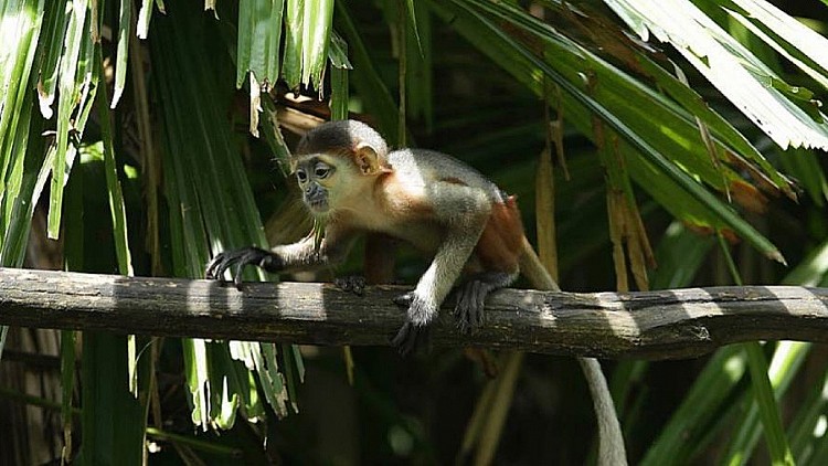 不同於傳統動物園，亞洲雨林探險園結合野外探險與生態展示，讓遊客就像置身在真正的雨林之中，園區擁有超過 36 種動物物種。