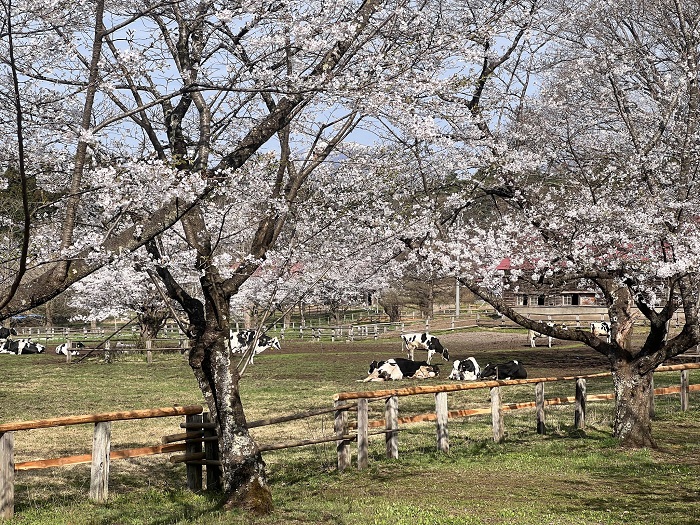 小岩井農場