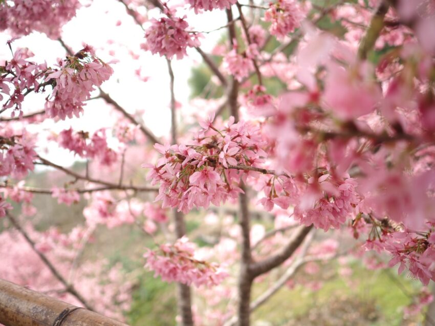 阿里山櫻花季