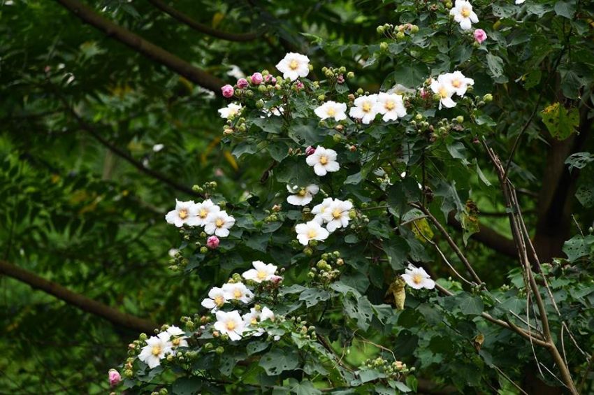 【2025達娜伊谷】達娜伊谷一日遊怎麼玩？自然生態公園&水上餐廳必去