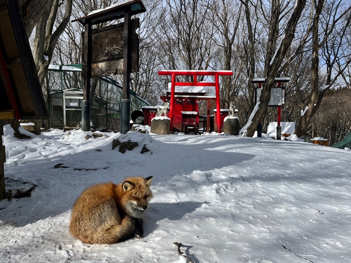 藏王狐狸村