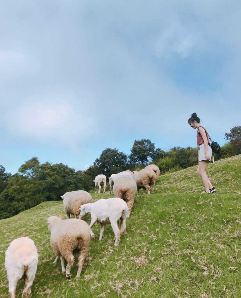 清境農場綿羊秀 【清境農場綿羊秀】青青草原綿羊脫衣秀，與羊咩咩最親密接觸！ 4 2026