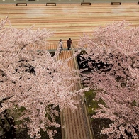 秋田在地人這樣玩 日本東北賞櫻祕境5選