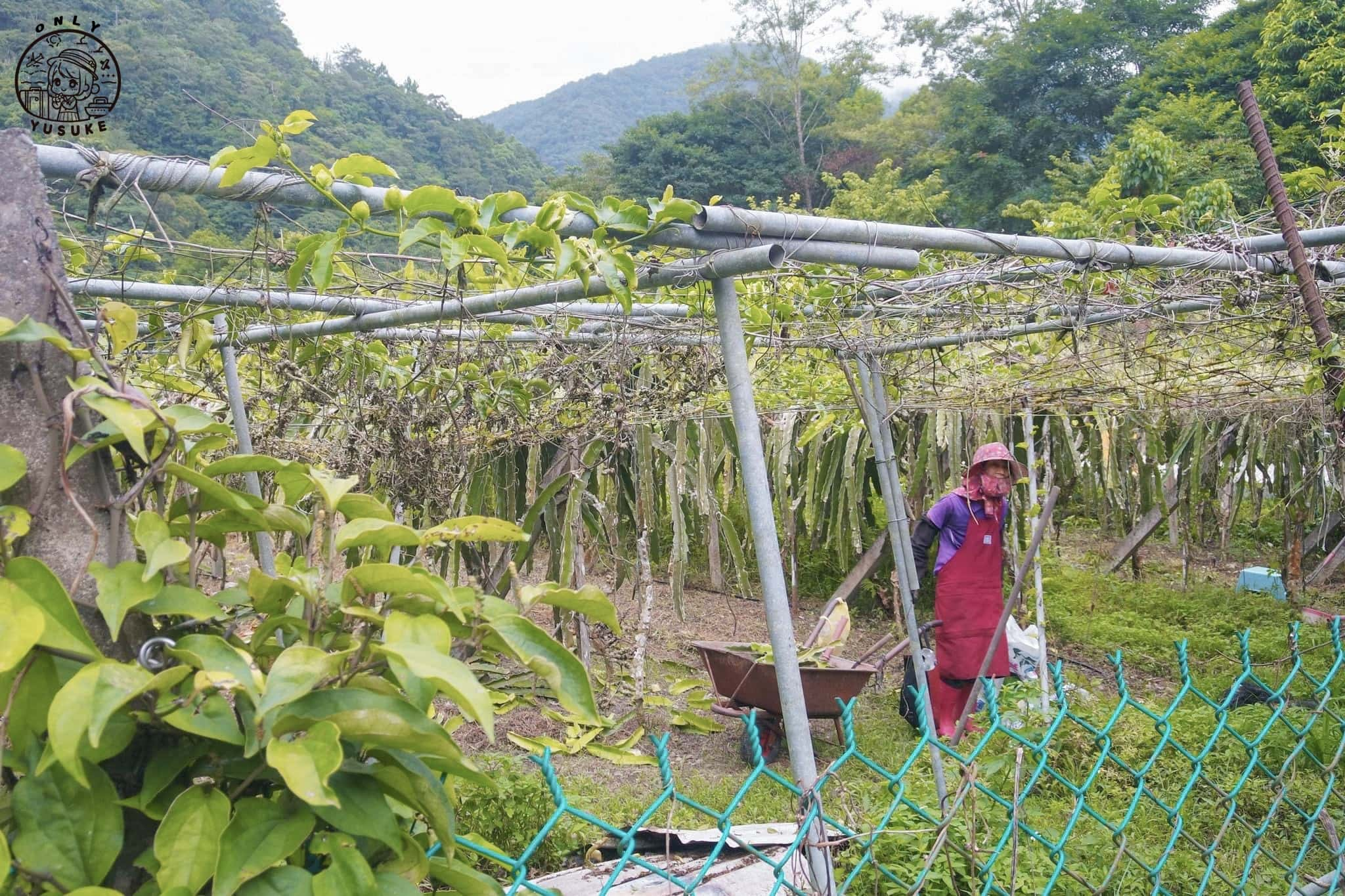 黃校長的果園