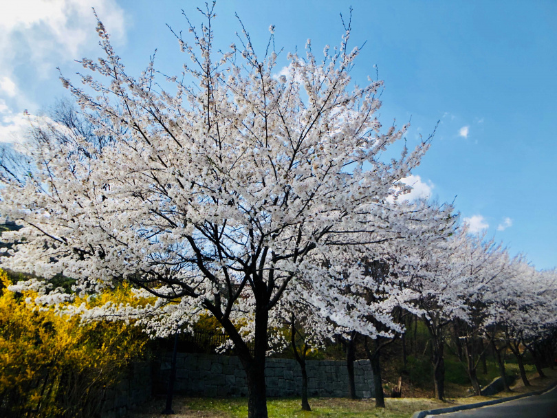 忠洲壩和清風湖畔也是受歡迎的賞花景點，雪白櫻花和迎春花、杜鵑花等春花在此爭奇鬥艷！