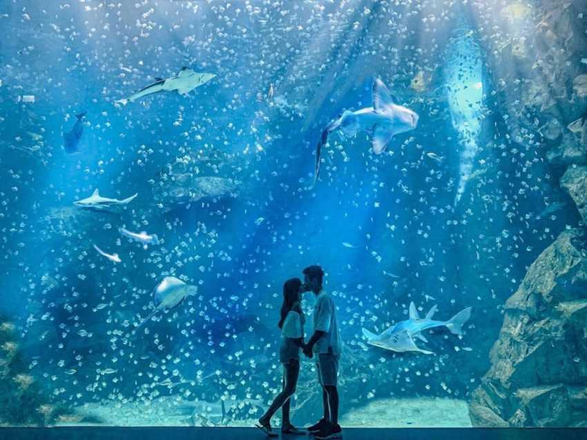 【Xpark水族館最新攻略】探索奇妙海洋世界！必逛展區/如何購票/美食餐廳/交通/夜宿懶人包