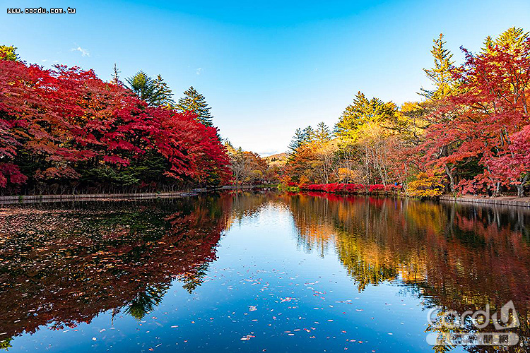 日本5大追楓勝地公開　寶可夢樂園新亮點曝光