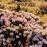 合歡山粉嫩來襲！2026 杜鵑花季登場｜賞點推薦、交管資訊一次看