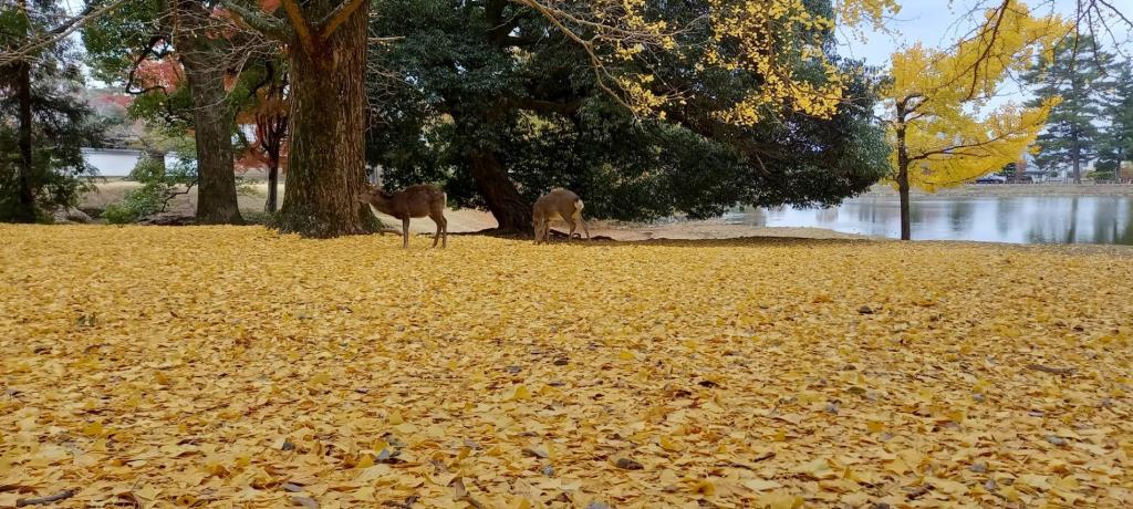 奈良公園