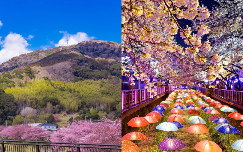 日韓賞櫻仍然是經典選擇。（圖／雄獅旅遊提供）