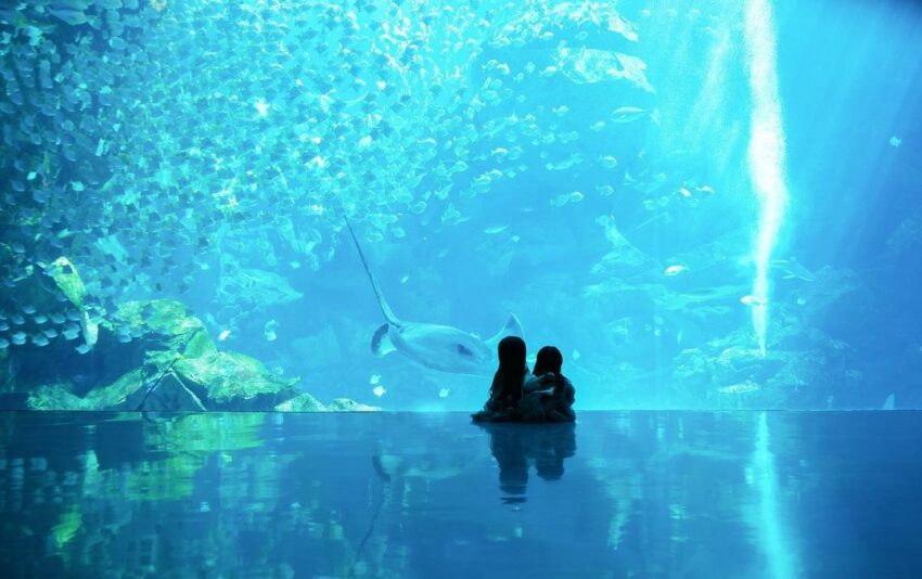 【Xpark水族館最新攻略】探索奇妙海洋世界！必逛展區/如何購票/美食餐廳/交通/夜宿懶人包