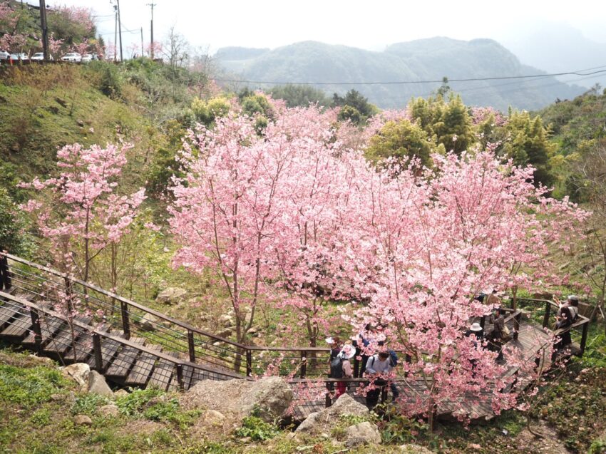 阿里山櫻花季【阿里山賞櫻攻略】門票優惠、櫻花即時花況、交通管制圖懶人包