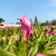20萬株夢幻花海！桃園海芋季繽紛登場✨ 聯名樂天桃猿、8大裝置藝術亮點一次看！
