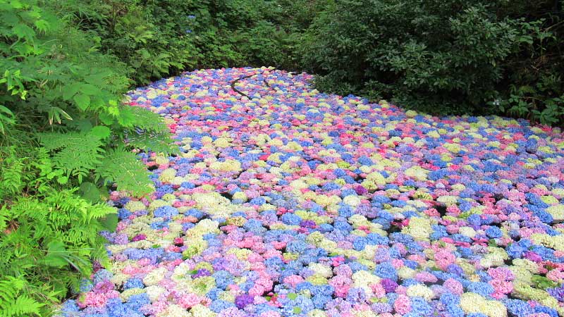 陸奧紫陽花園