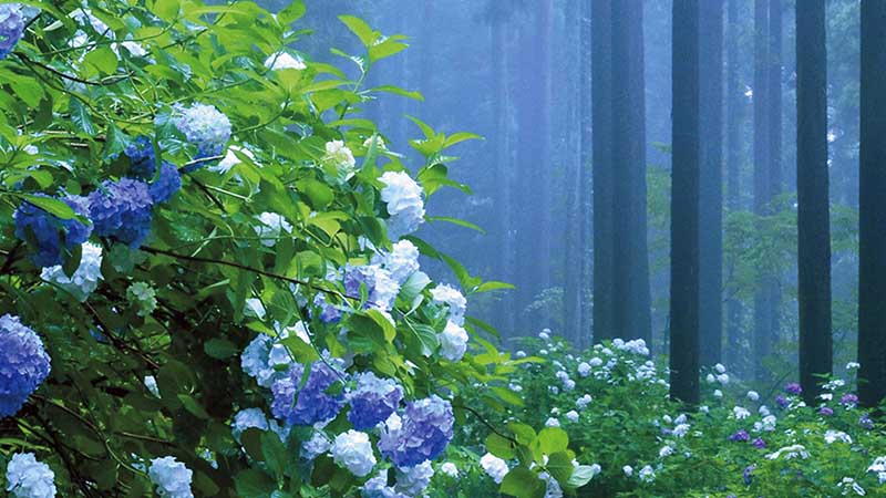 陸奧紫陽花園