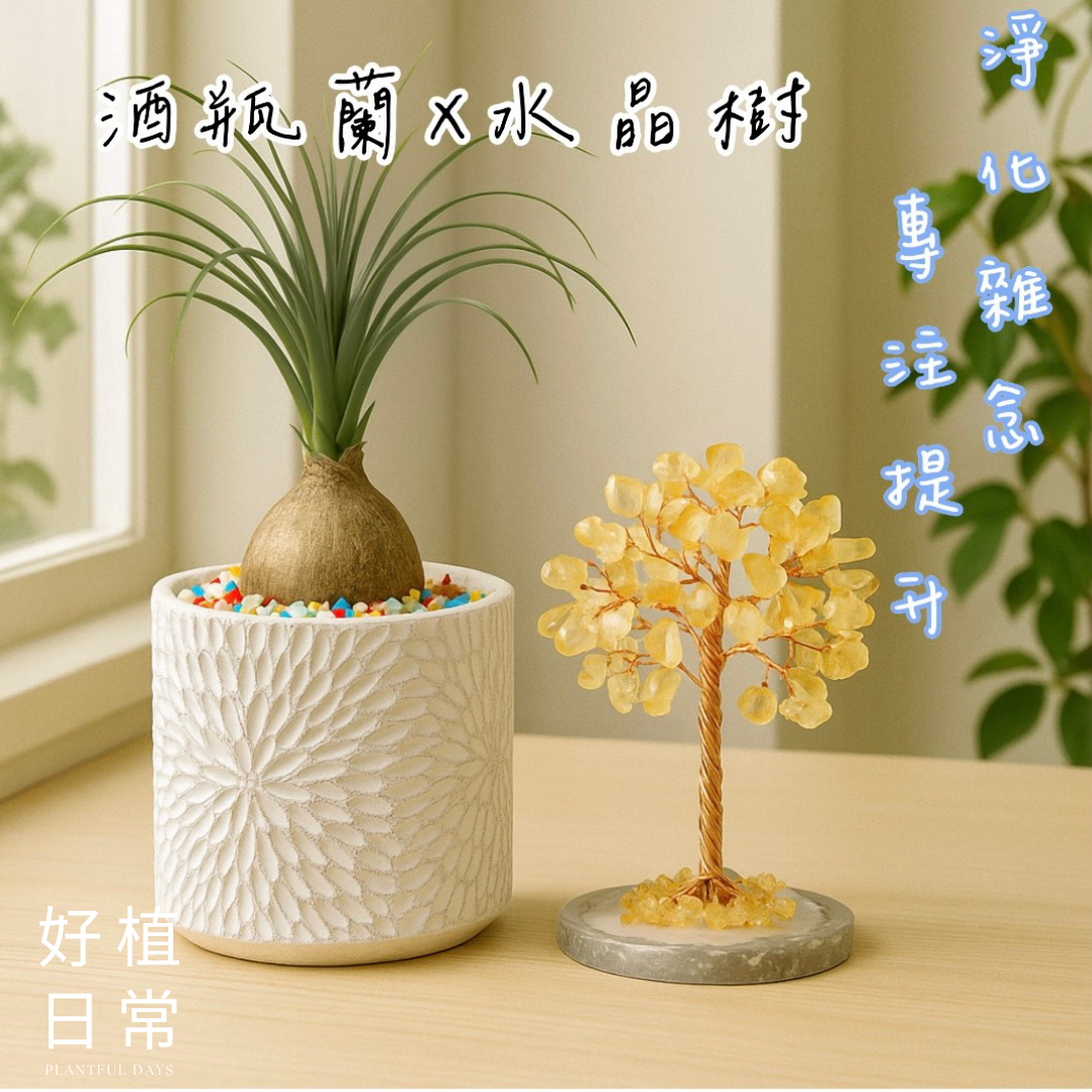 【好植日常】｜好植日常｜送禮綠植水晶樹兩件組｜酒瓶蘭 × 水晶樹-淨化雜念、提升專注力的靜心守護者
