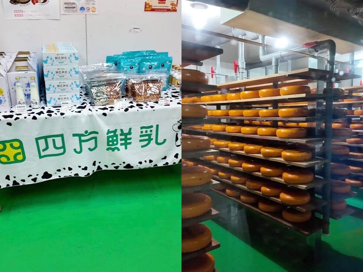 竹南頭份一日遊｜必吃爆汁湯包、茶磚手作茶解膩，順遊全台唯一室內乳牛！最後用「被熱炒耽誤的釣蝦場」完美收尾