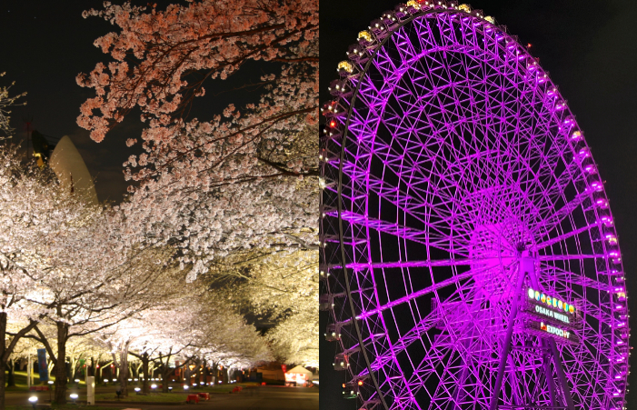 夜桜
