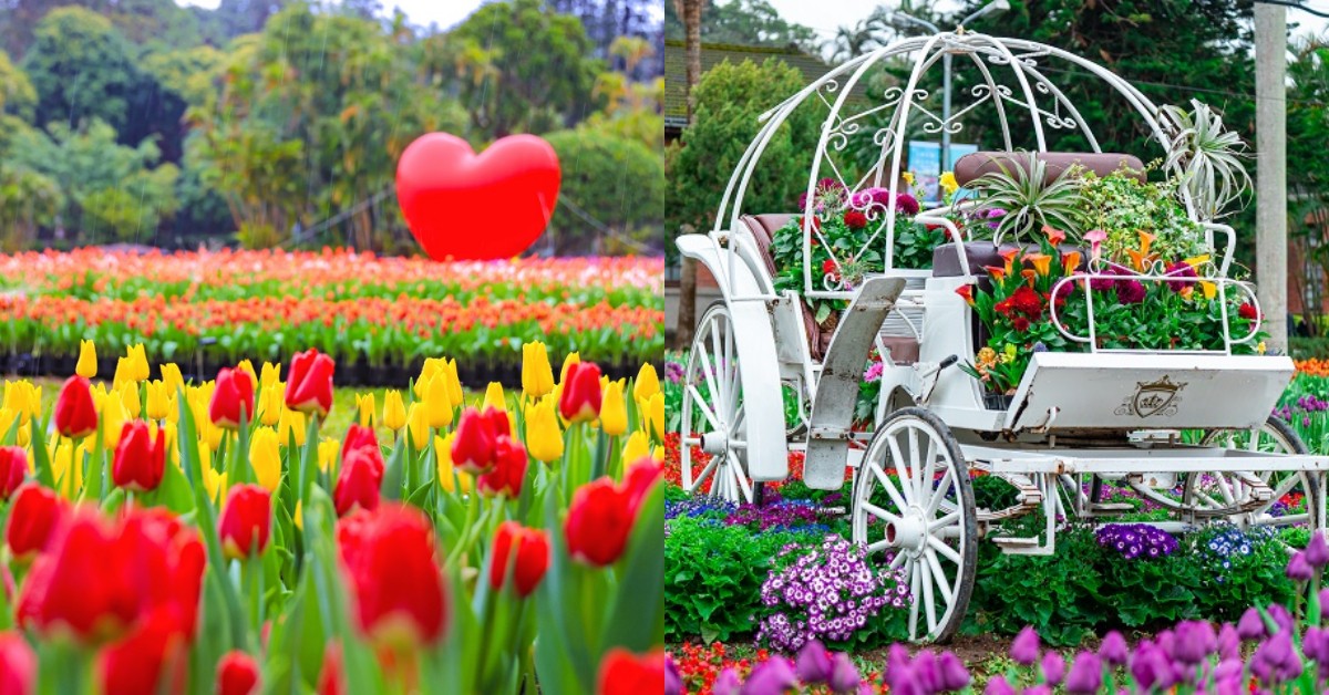 2026台北鬱金香展開跑！11萬株花海必看亮點、交通資訊一次看