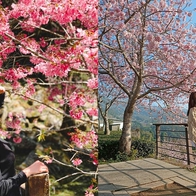 2026阿里山櫻花季花況更新｜最佳賞花期來了！交通、門票、必拍景點攻略～