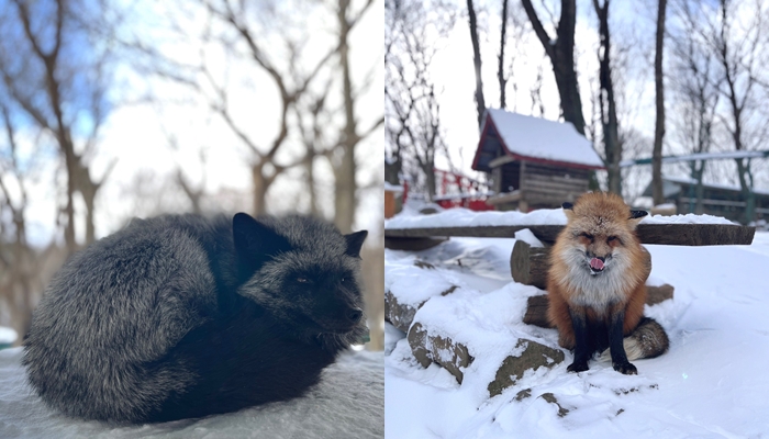 藏王狐狸村