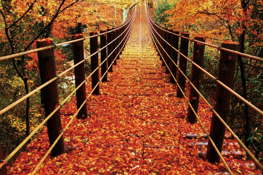 秋の紅葉