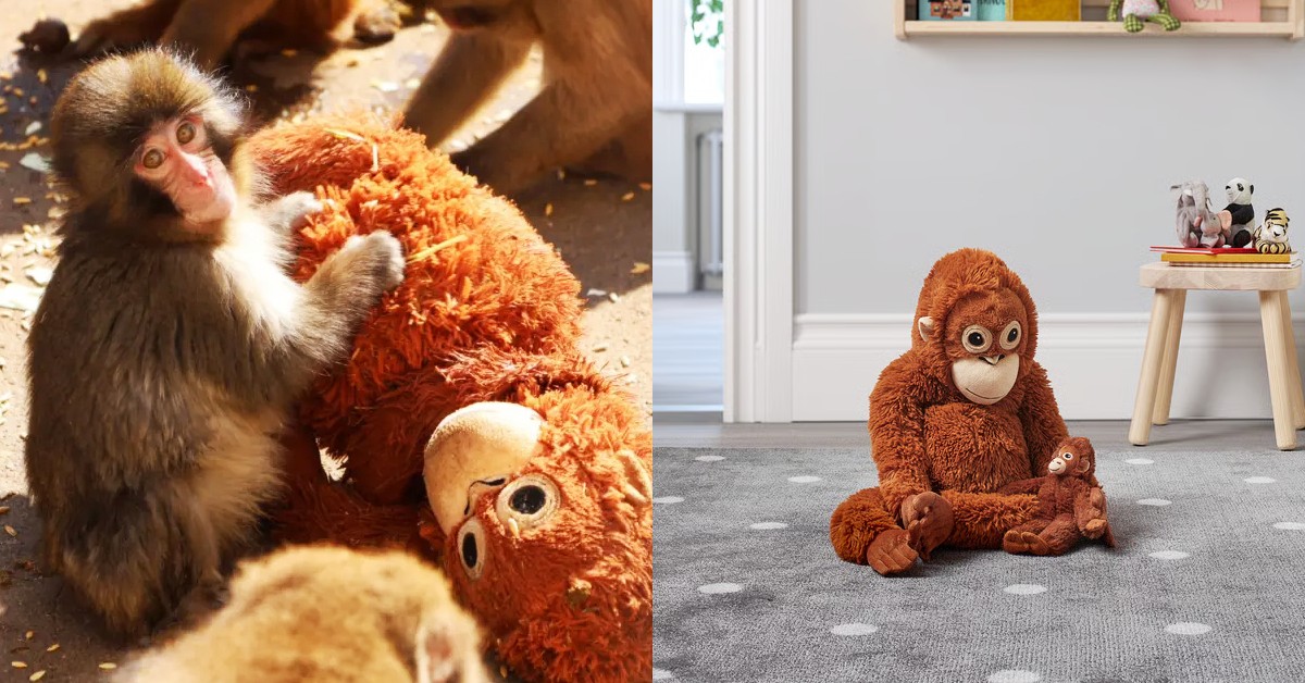 日本小猴Panchi感動全球！IKEA猩猩玩偶爆紅完售，聯合航空、肯德基串連全球響應
