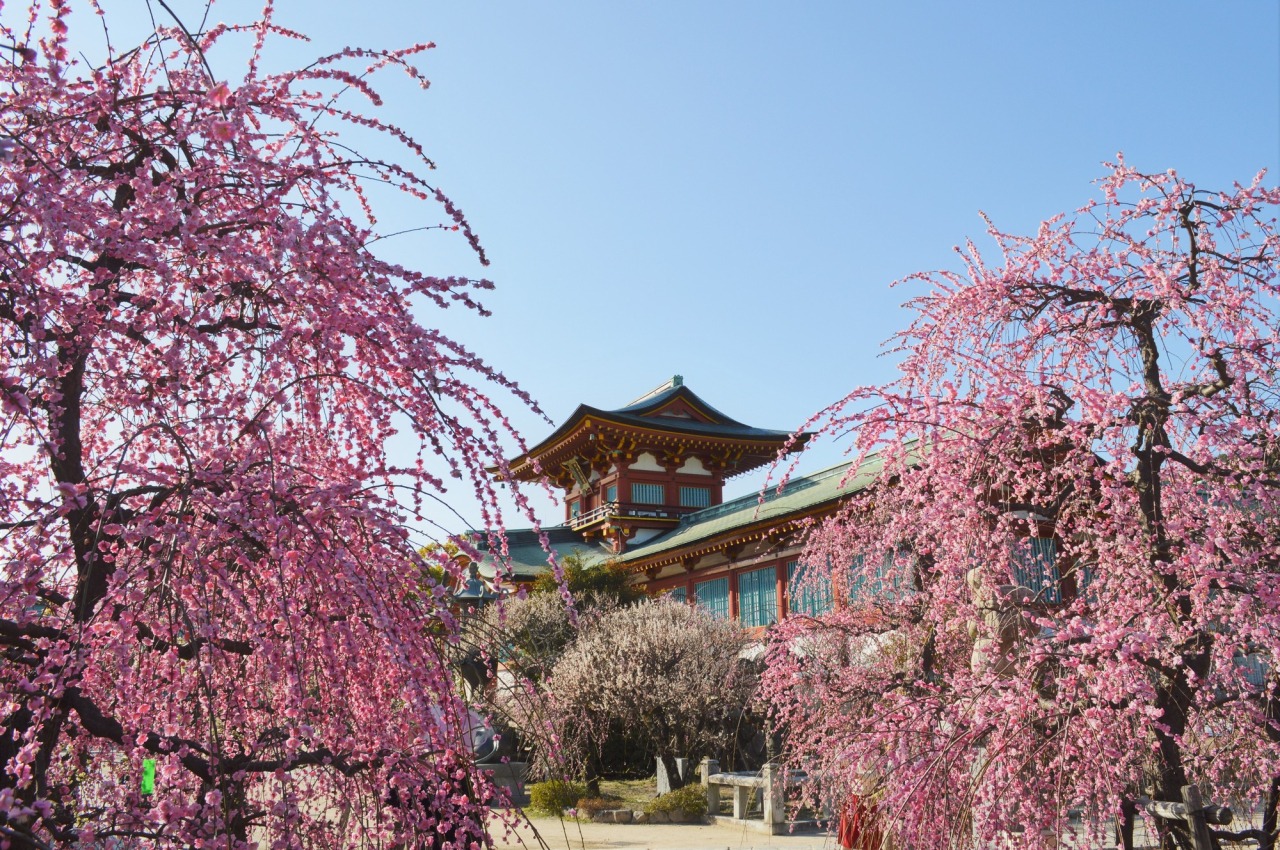 防府天滿宮_梅花季
