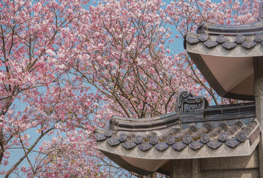 陽明山,櫻花季,陽明山花季,櫻花,台北景點,陽明山景點,陽明山櫻花