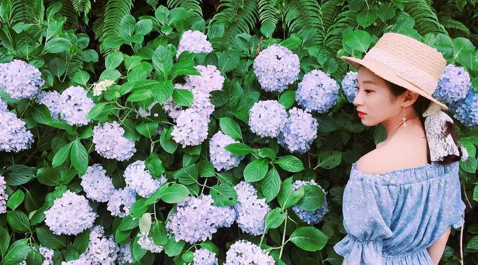 杉林溪繡球花季｜如夢似幻的繡球花開了《花季時間、交通路線、門票價格》