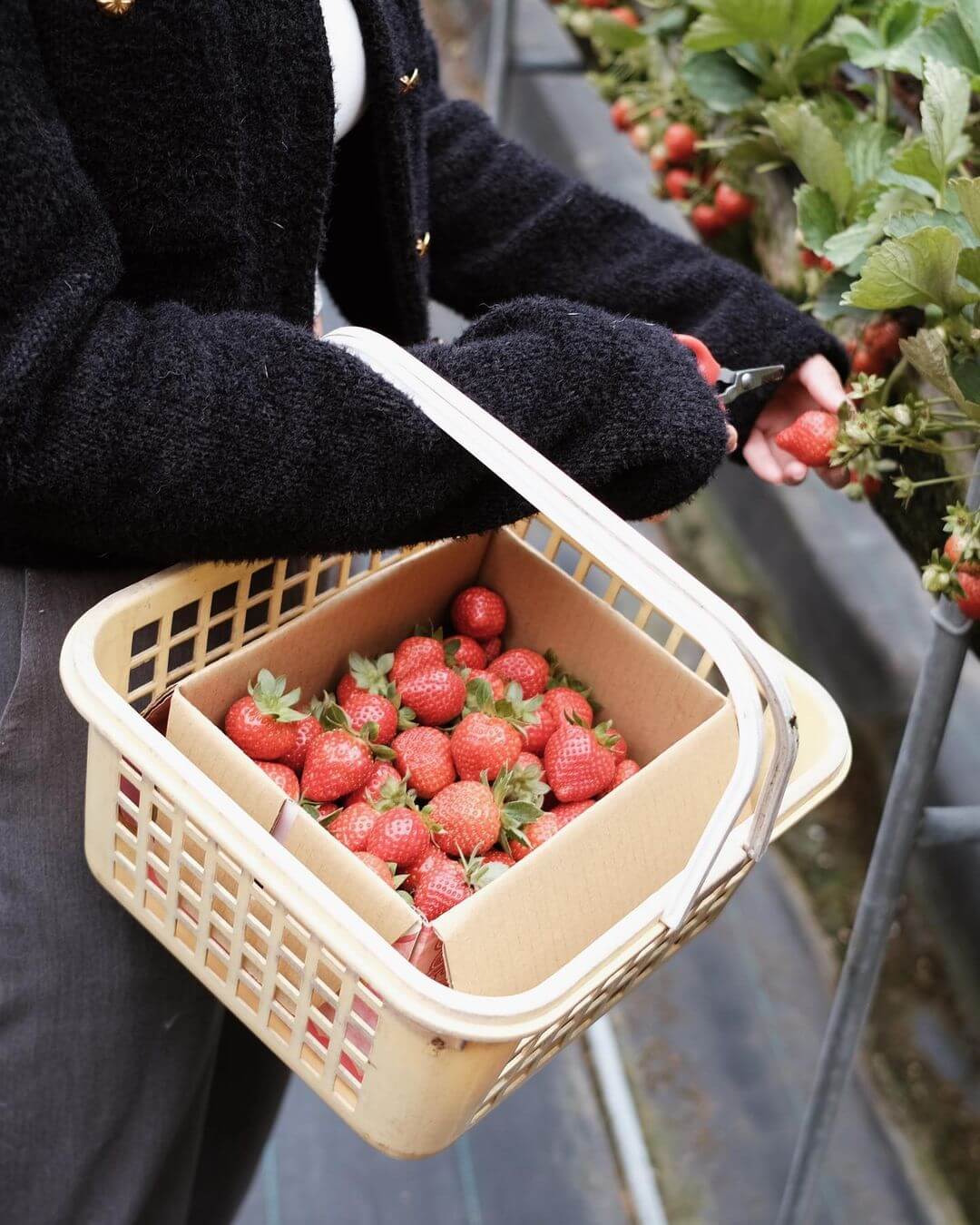 苗栗大湖草莓園推薦｜慶豐高架草莓