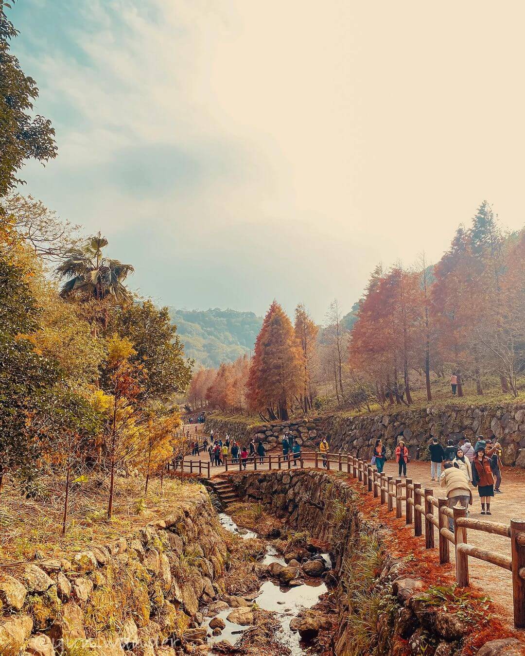 全台落羽松景點懶人包｜秋冬不可錯過的六大落羽松秘景，彷彿是一幅大自然的畫作