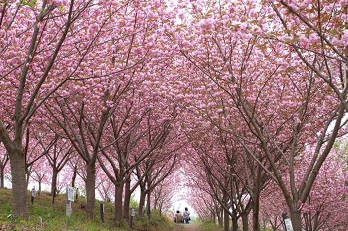 紅屋峠千本櫻森林公園