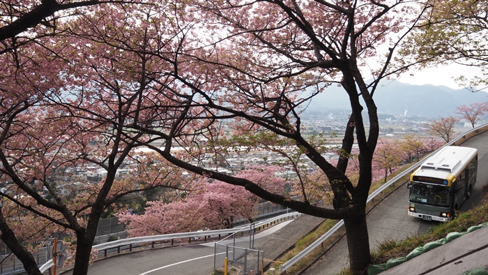 松田櫻花祭