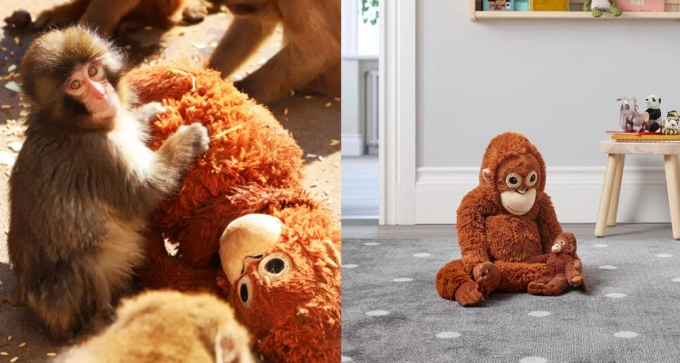 「Panchi君」懷中緊抱的那隻「紅毛猩猩玩偶」也迅速成為社群焦點。原來，這隻陪伴牠的絨毛玩偶，正是來自居家生活大廠Ikea所推出的「Djungelskog」系列—一系列以森林與叢林動物為靈感設計的絨毛玩具。這份無聲卻溫柔的陪伴，因為一段畫面而被放大，也讓原本平凡的商品，被賦予了更深一層的情感意義。