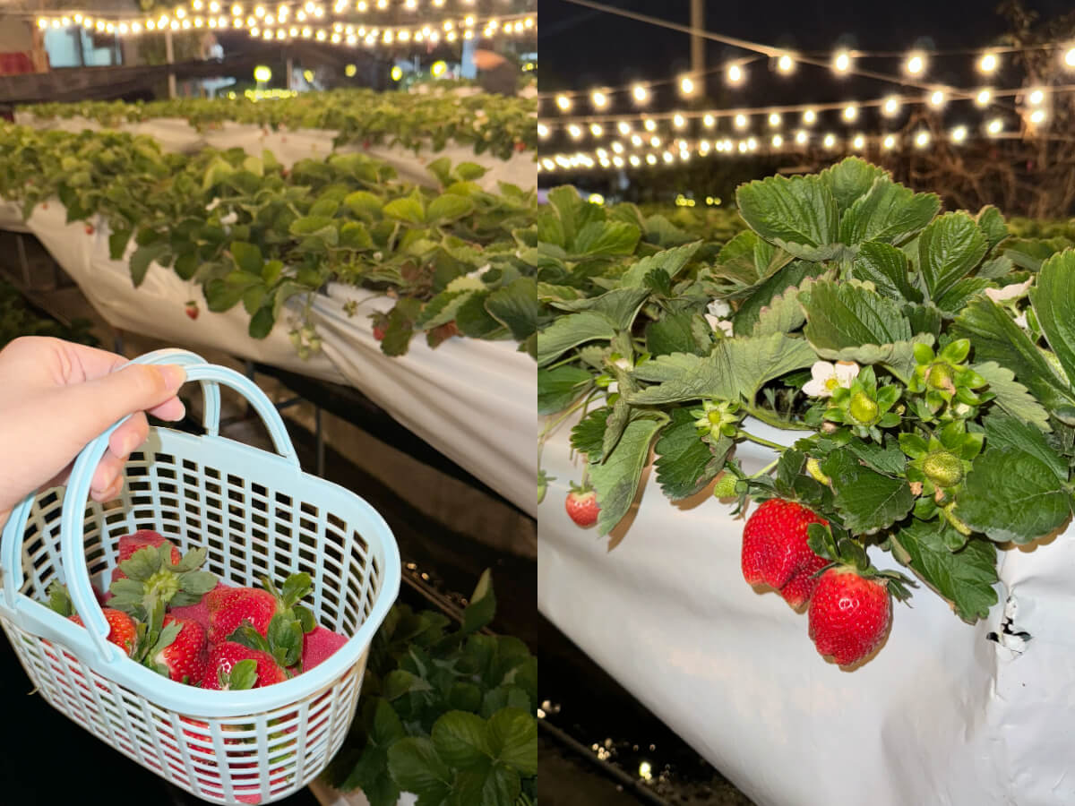 影｜苗栗一日遊｜新手懶人露營推薦！超Chill異國風、寵物友善，還能採夜光草莓！