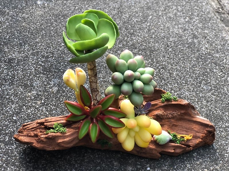 療癒系列-多肉植物