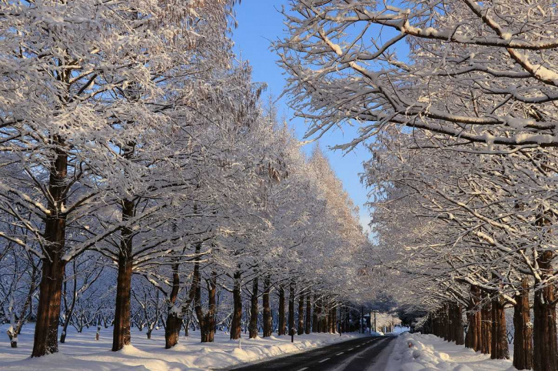 「水杉林蔭大道」，全長約2.4公里的道路沿途種植了約500棵水杉樹，更被票選為「新・日本街路樹百景」