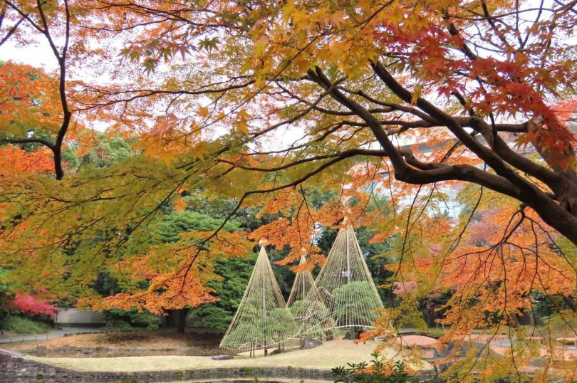 小石川後樂園的園林一景，彷彿被艷麗紅葉點燃，一訪內庭寧靜悠然的秋色空間。（圖／公益財団法人東京都公園協会提供）
