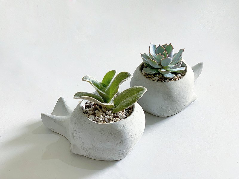 【買盆送植物.24h寄出】鯨魚多肉水泥盆 @JU多肉