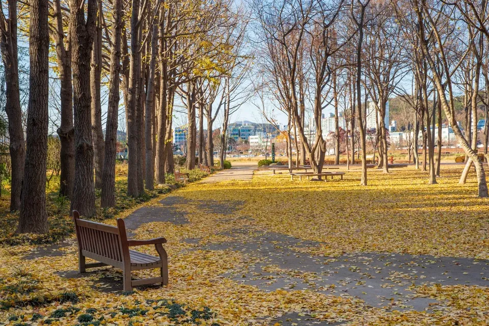 太和江國家公園楓景