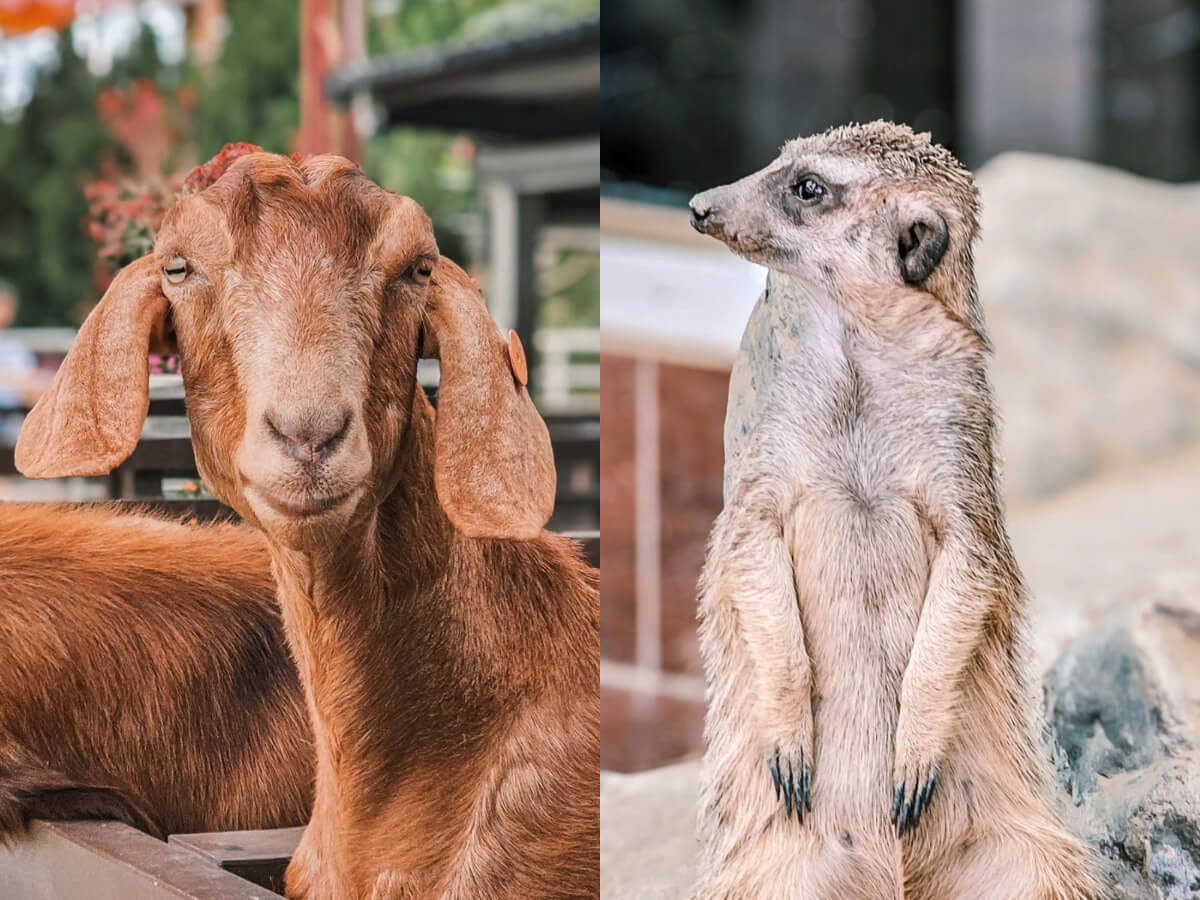 嘉義景點｜超熱門嘉義親子景點推薦，讓萌寵陪你過假期，高CP值、好玩有趣還超刺激？帶孩子出門不用擔心傷荷包了。