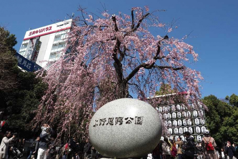 每年都吸引大批賞花人潮的「上野櫻花祭」。（圖／一般社團法人 上野觀光聯盟提供）