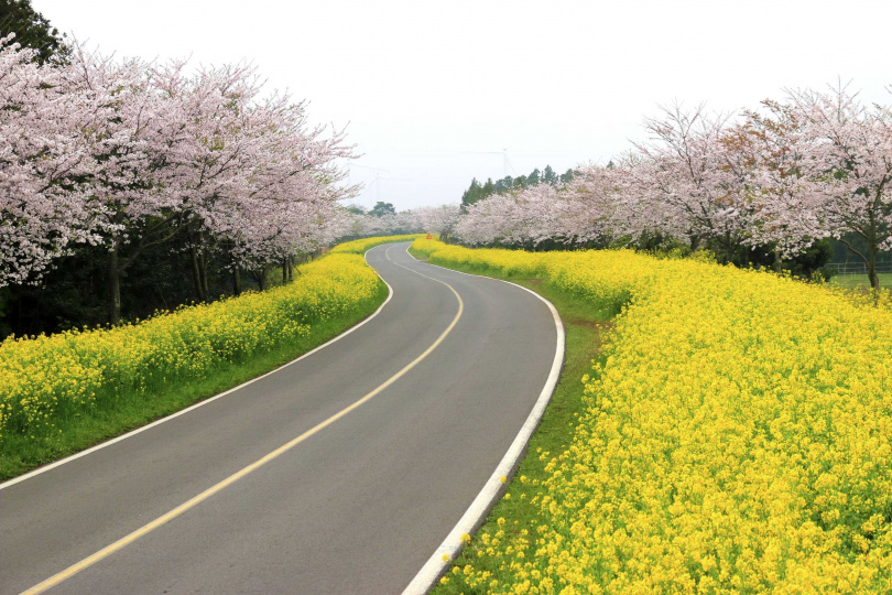 韓國濟洲島的山房山，將佈滿金黃色油菜花，同時也與櫻花相互輝映，構成一幅壯麗景觀。（圖／雄獅旅遊提供）