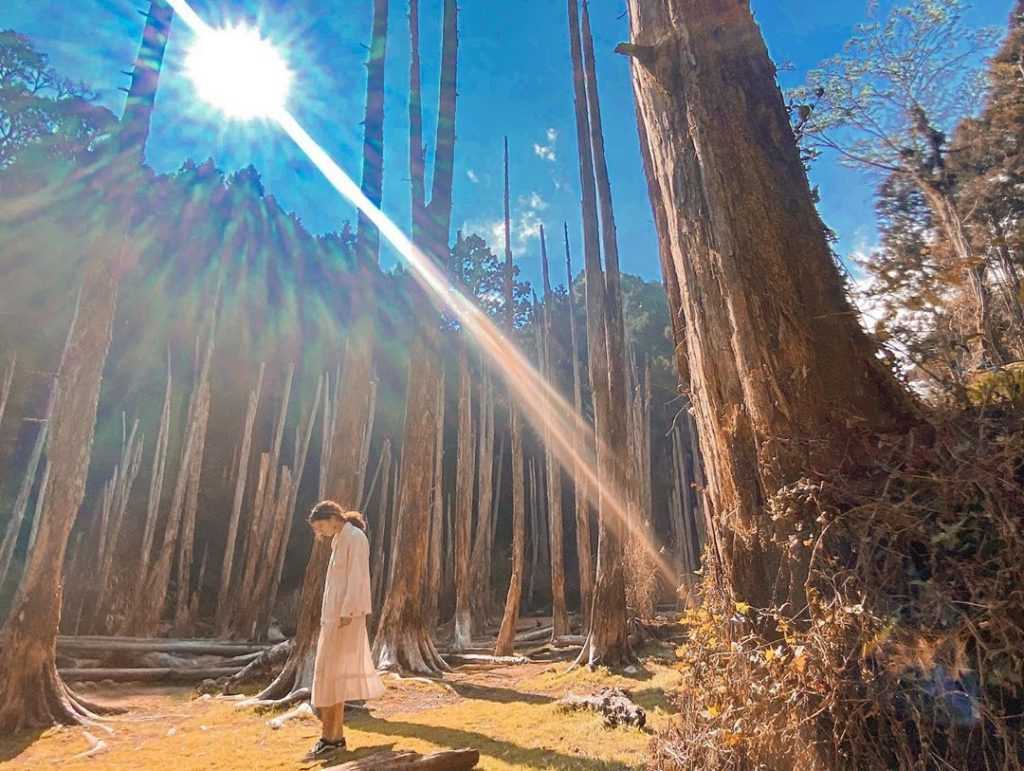 南投景點推薦｜30個南投最新私房秘境＋景點門票優惠，不只拍照要美還要好玩！