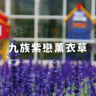【2026九族薰衣草季】帶你直奔歐洲，欣賞紫戀薰衣草浪漫花海｜花季時間、活動優惠、交通資訊 - 好好玩FUNIT 2026