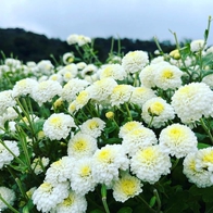 苗栗一日遊｜除了賞杭菊，還能喝杭菊咖啡！杭菊花季的苗栗銅鑼一日遊提案 - ReadyGo